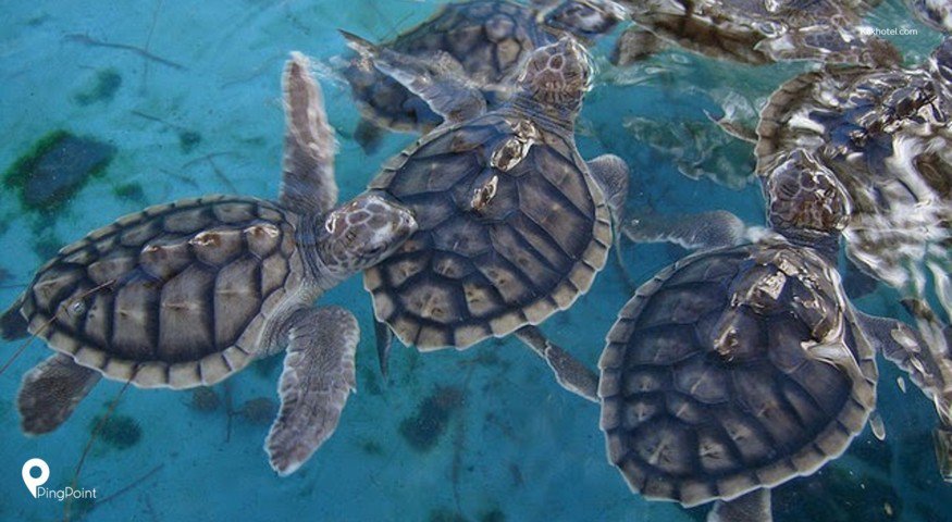 Penyu di Pulau Tidung